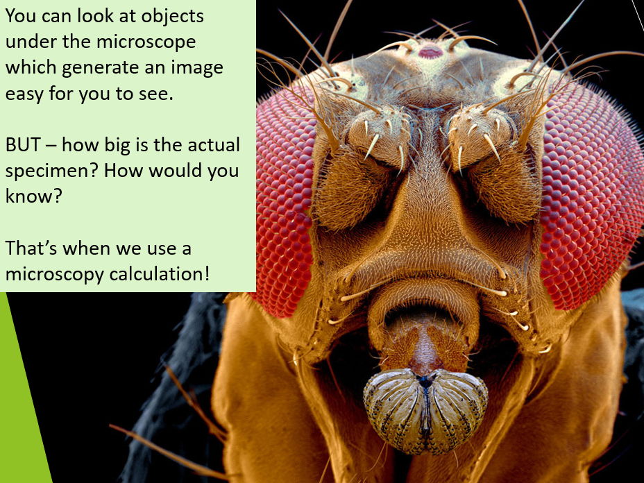 AQA GCSE Biology - Magnification