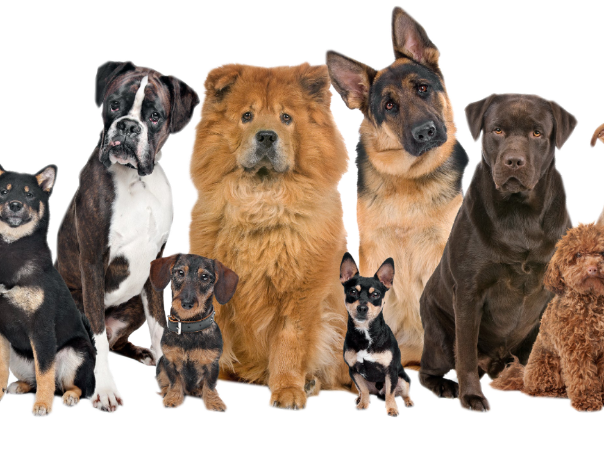 Reading Comprehension: Dogs (year 6)