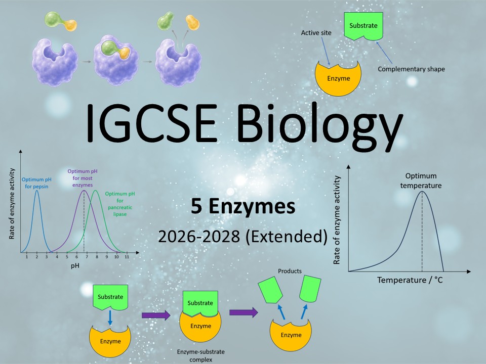 IG Biology 5 Enzymes