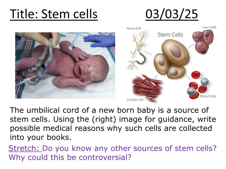 Stem cells - complete lesson (GCSE 1-9)