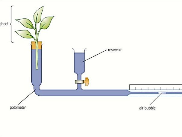 Transpiration