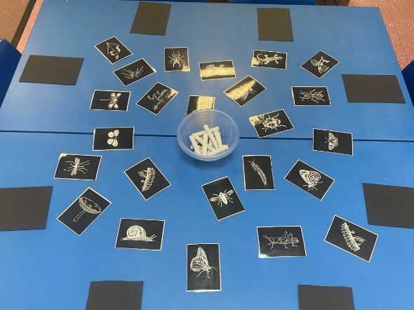 Black and White Nature Cards