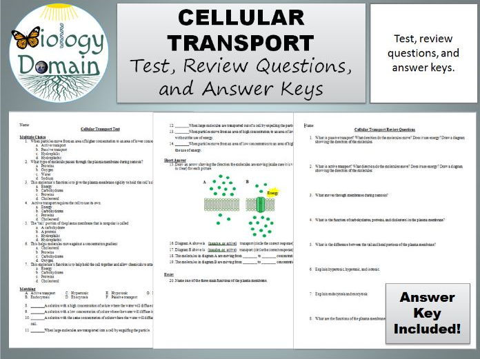 Cellular Transport Test Review Questions And Answer Keys Teaching