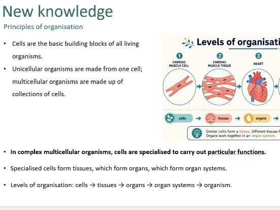Principles of organisation