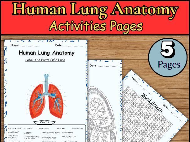 Human lung anatomy/Word search/Label /Coloring page/Lung parts worksheet