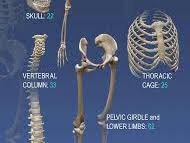 Unit 1- Skeletal System