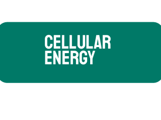 AP Biology Unit 3: Cellular Energy