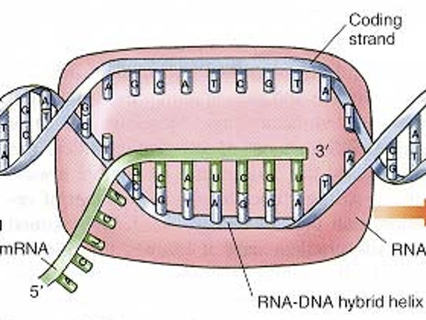 D1.2 Transcription REVISION SUMMARY