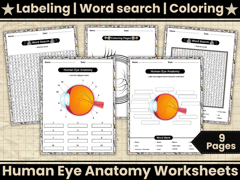 Parts of the Eye Diagram Worksheet-Eye Anatomy-Word seach,Coloring-Human Body Science Activity