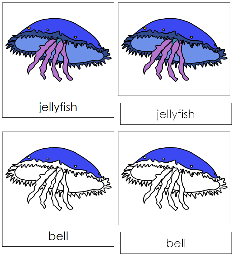 Parts of a Jellyfish Nomenclature 3Part Cards Montessori Zoology