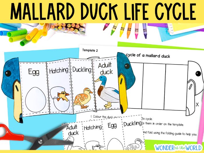 Life cycle of a duck foldable sequencing activity KS1 science cut and paste