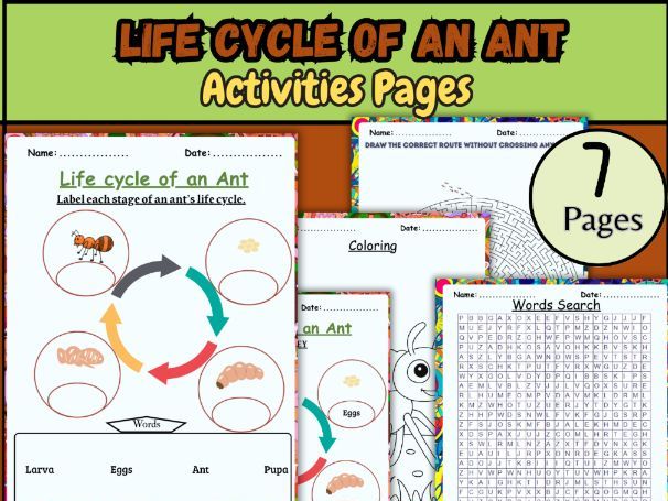 Life Cycle of an Ant – Labeling, Coloring, and Word Search Life Science Activity