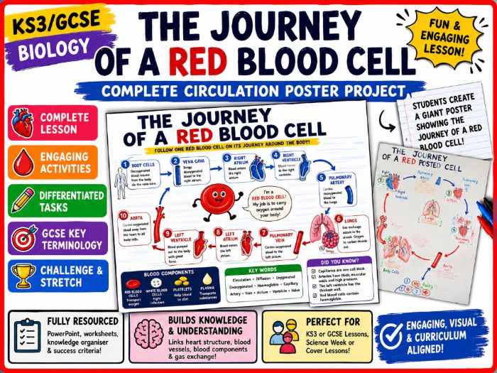 The Journey of a Red Blood Cell | GCSE Biology Circulatory System Recap Lesson | AQA