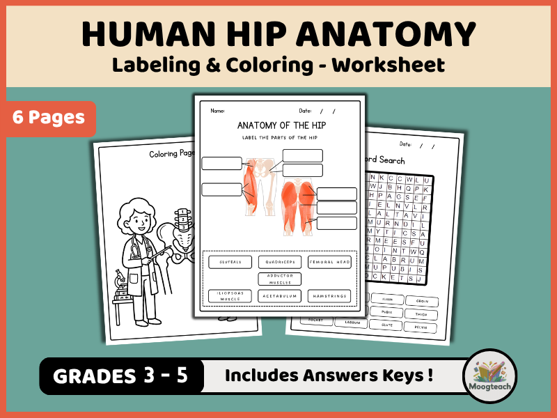 Hip Anatomy | Pelvis & Skeletal System | Labeling | Biology | Coloring Worksheet | KS2 | KS3 | Scien