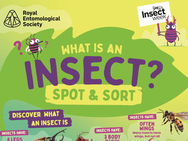 KS1 What is an Insect? Spot & Sort Activity