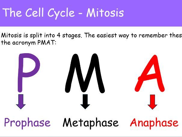WJEC A level Biology AS Unit 1 Topic 1.6: Cell Division powerpoints for whole topic