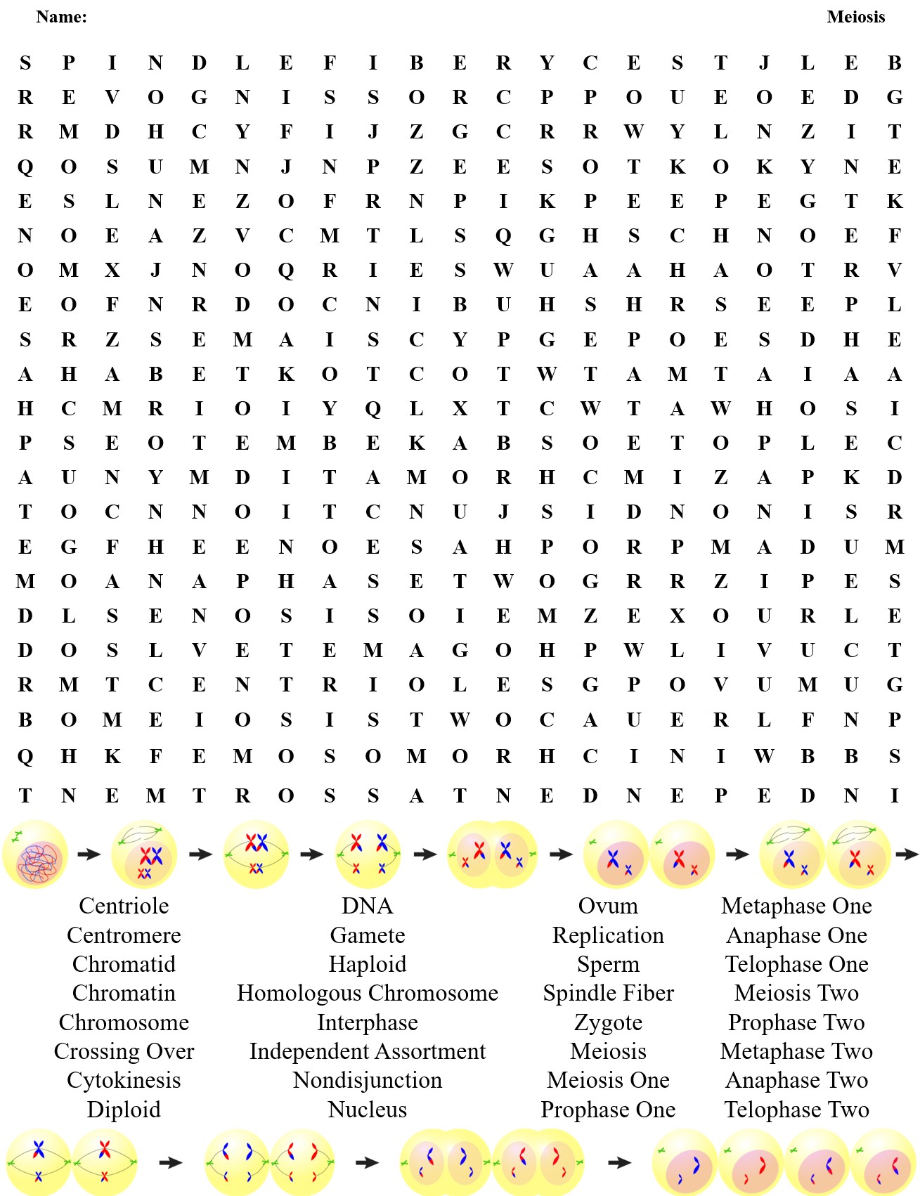 Meiosis Crossword and Word Search | Teaching Resources meiosis-crossword-and-word-search-teaching-resources