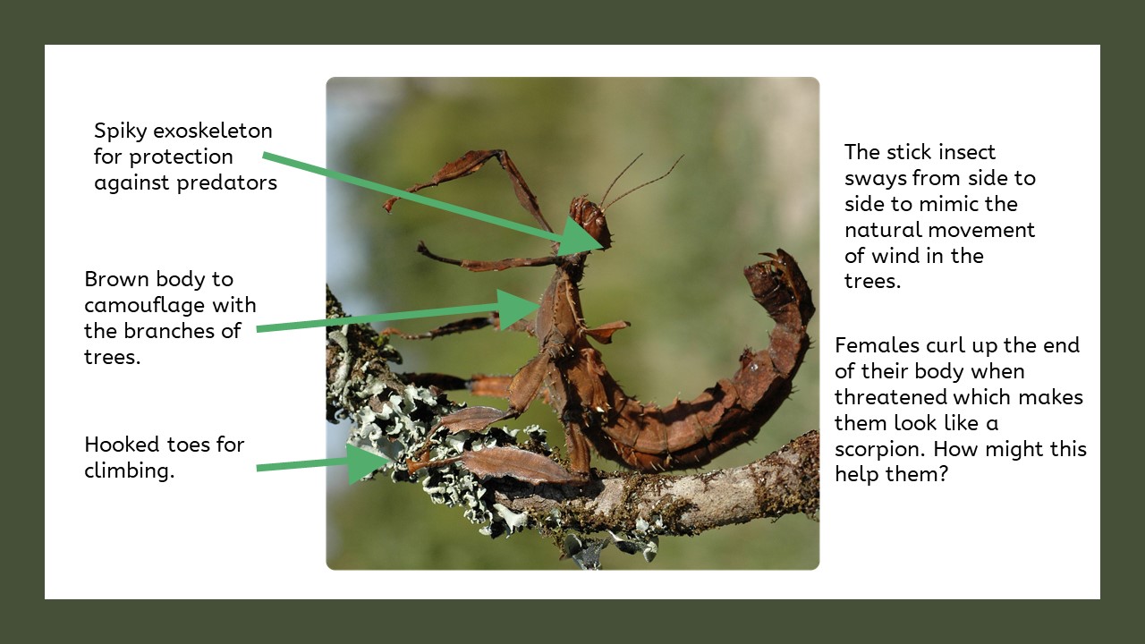 Insect Adaptations Google Slides presentation Teaching Resources