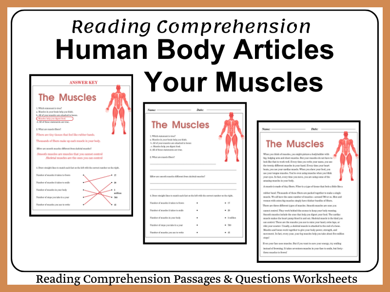 The Amazing World of Muscles (Reading Passage & Activities)