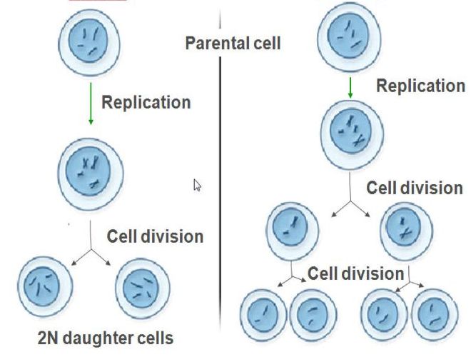 Mitosis and Meiosis