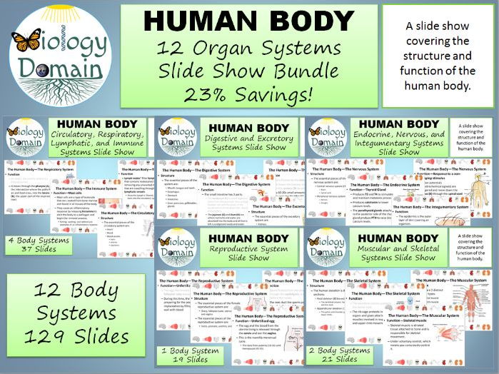 Human Body Systems Slide Show Teaching Resources