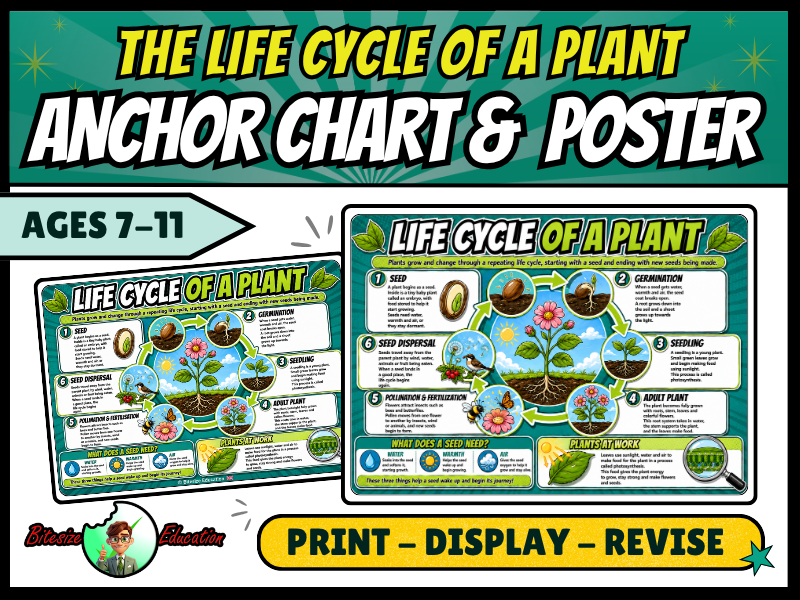 Life Cycle of a Plant Poster | Flowering Plant Anchor Chart | Year 3 and 4