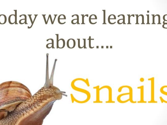 Year 1 Science Snail Investigation