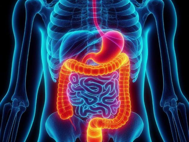 Digestive system interactive