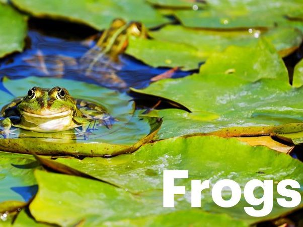 FROGS: Animated Keynote/PPT Presentation, Colorful Science