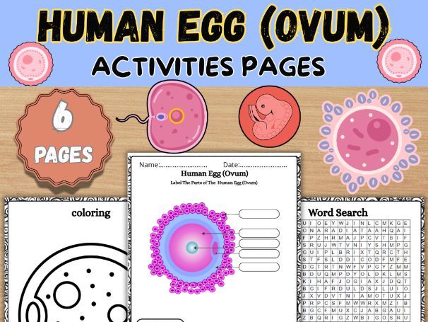 Human Egg Anatomy Worksheet