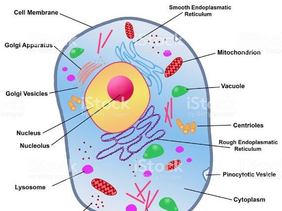 CIE Biology AS Cell structure lessons