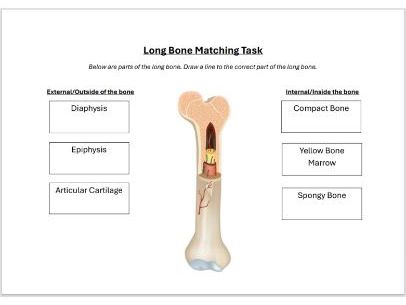 Long Bone Matching Task