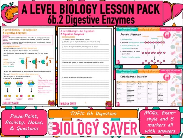 A Level Bio Lesson - 6b.2 Digestive Enzymes