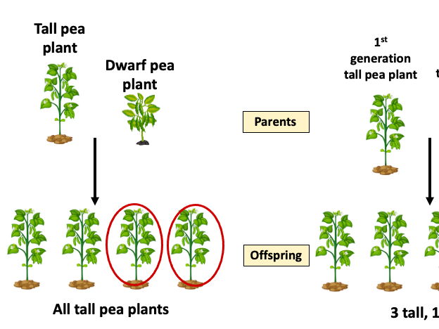 Mendel (AQA GCSE Biology Triple)