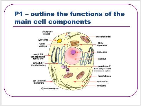 BTEC level 3 Health and Social Care : Unit 5 - (A&P) - Cell Components