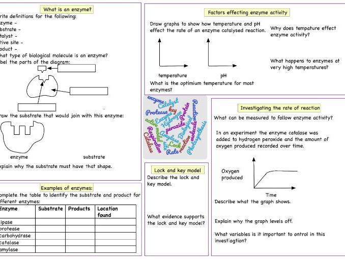 Enzyme Practice Worksheet Livinghealthybulletin Worksheet Template