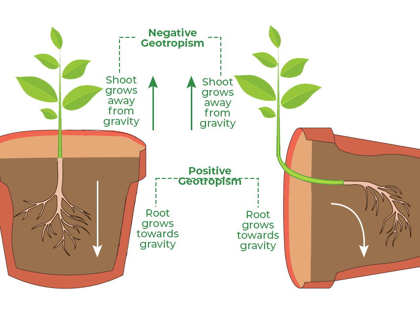 A Level Biology - Control and Coordination in Plants
