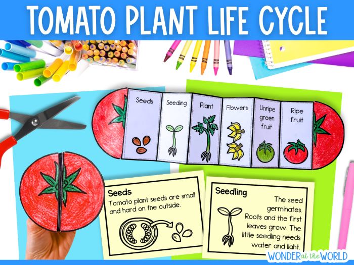 Life cycle of a tomato plant sequence and fold science activity