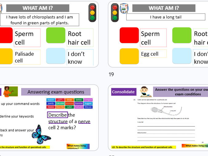 Specialised cells KS3 Science