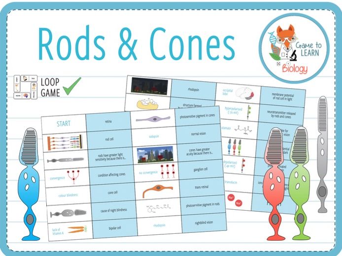 Rods and Cones Loop Game (KS5) Teaching Resources