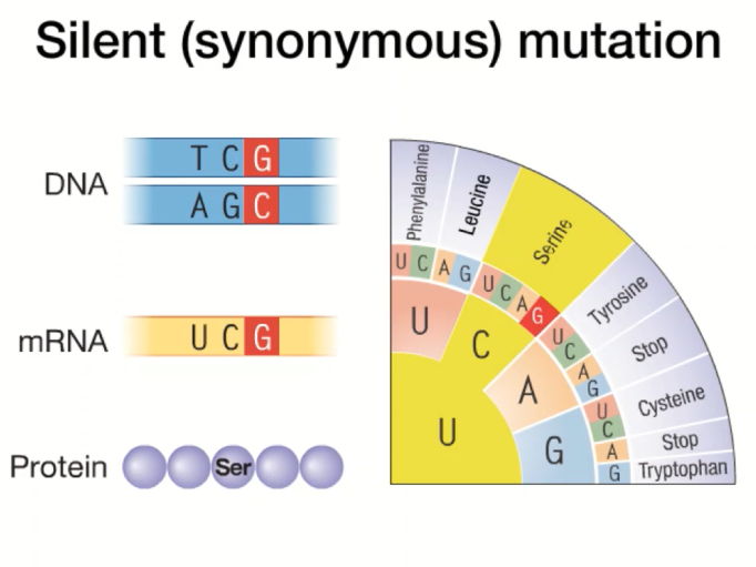 OCR A-Level Biology: Cellular Control / Genetics of Living Systems – COMPLETE TOPIC BUNDLE