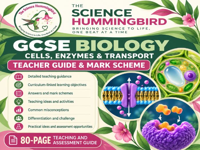 GCSE Biology: Cells, Enzymes & Transport