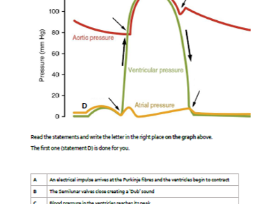 A&P CV System: Cardiac Cycle Living Graph