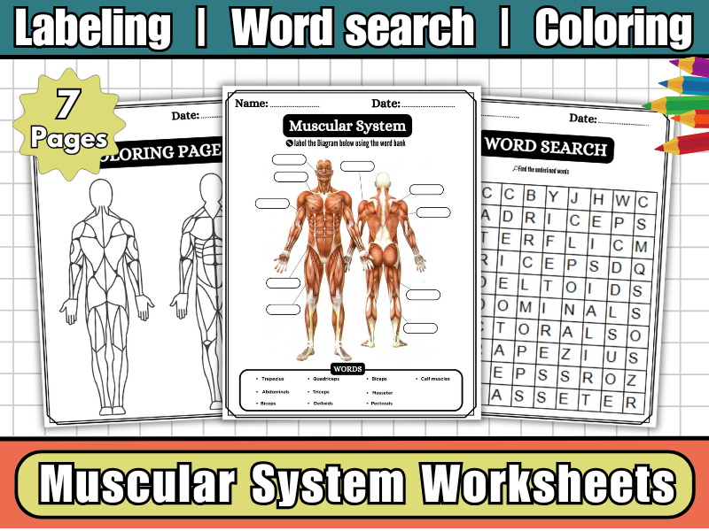 Muscular System Anatomy-Labeling Diagram Worksheet,Coloring,Word Search,Human Body Science KS2–KS3