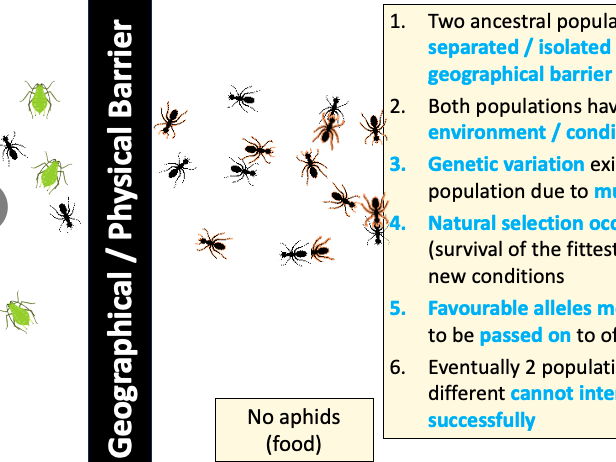 Speciation and Mendel (AQA GCSE Biology)