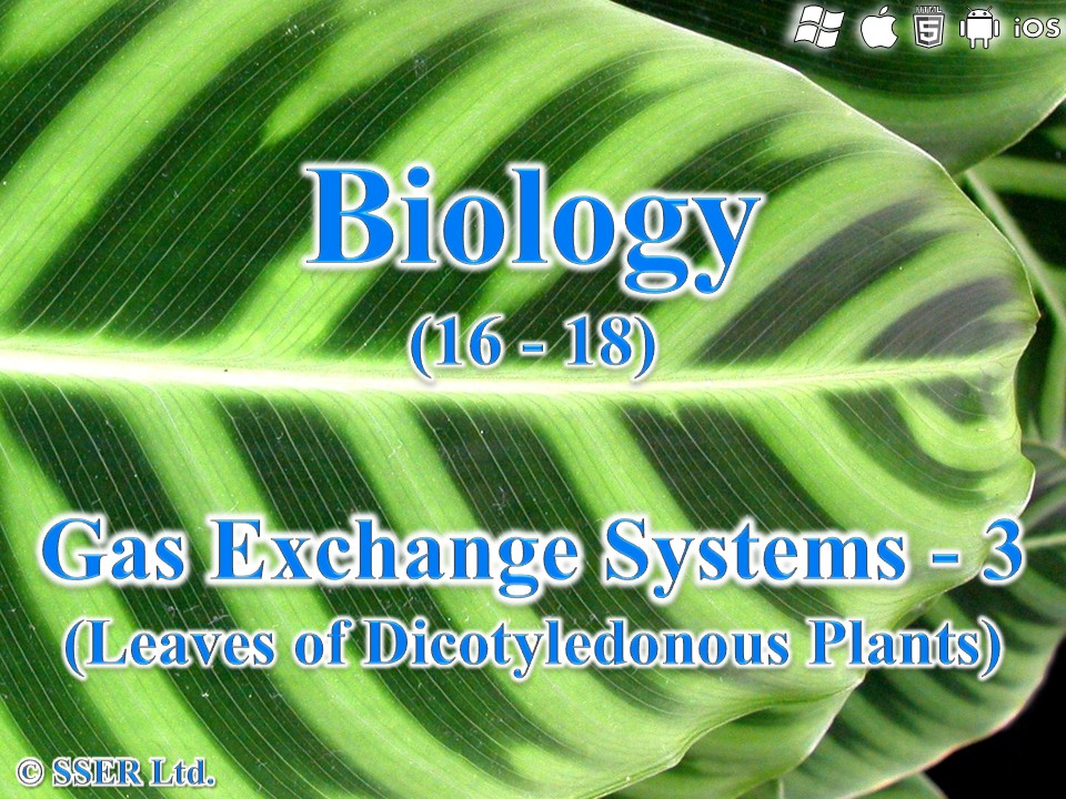 BioA_3.3.2 Gas Exchange Systems 3 - Dicotyledonous Leaves