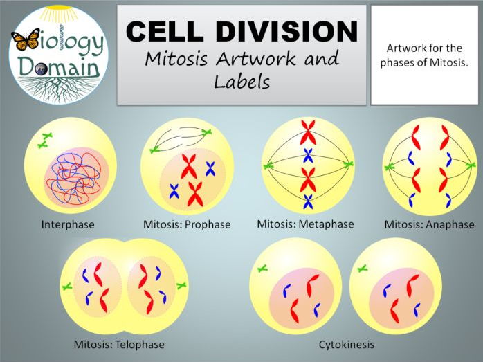 Cell Division: Mitosis Artwork and Labels Free!