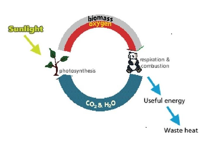 Carbon cycle questions for science students