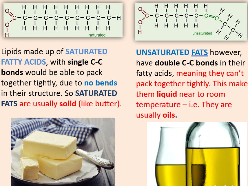 AQA A level Biology Topic 1. Lipids (3.1.3)