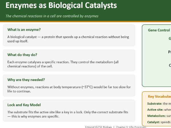 Edexcel IGCSE Biology-Chapter 1